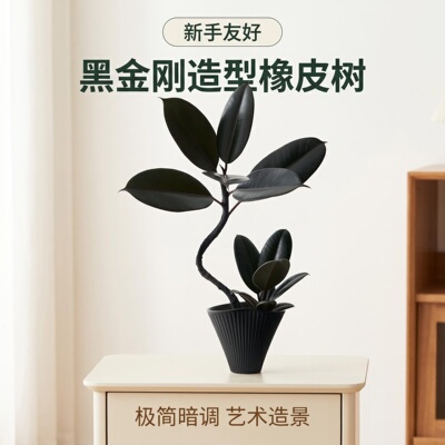 黑金刚橡皮树弯枝桌面绿植净化空