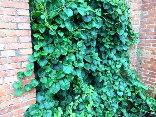 藤三七川七土田七花香四季盆栽绿植花卉雨林造景植物易养垂吊爬藤