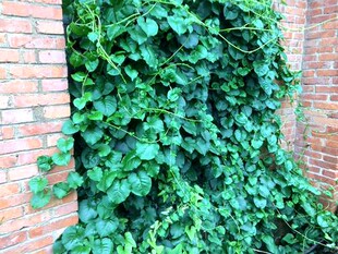 藤三七川七土田七花香四季盆栽绿植花卉雨林造景植物易养垂吊爬藤