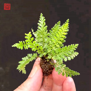 丛生小型铁角蕨四季好养常青假山石绿化雨林缸造景素材景观瓶