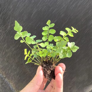 石生铁角蕨大叶凤尾草室内盆栽热带雨林景观缸造景水岸植物水培