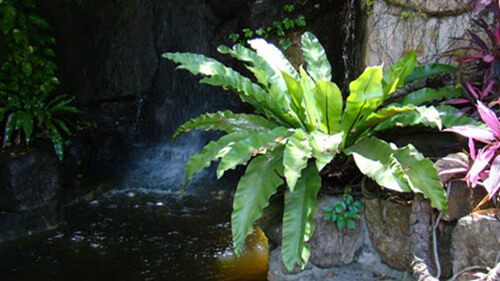 鸟巢蕨山苏花水岸植物假山园林庭院造景微雨林水陆缸室内盆栽ncj