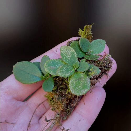 绿植雨林缸假山石微景观盆栽植物