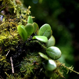 伏石蕨附生雨林景观缸背景板造景假山园林植物绿化铺盆装饰植物墙