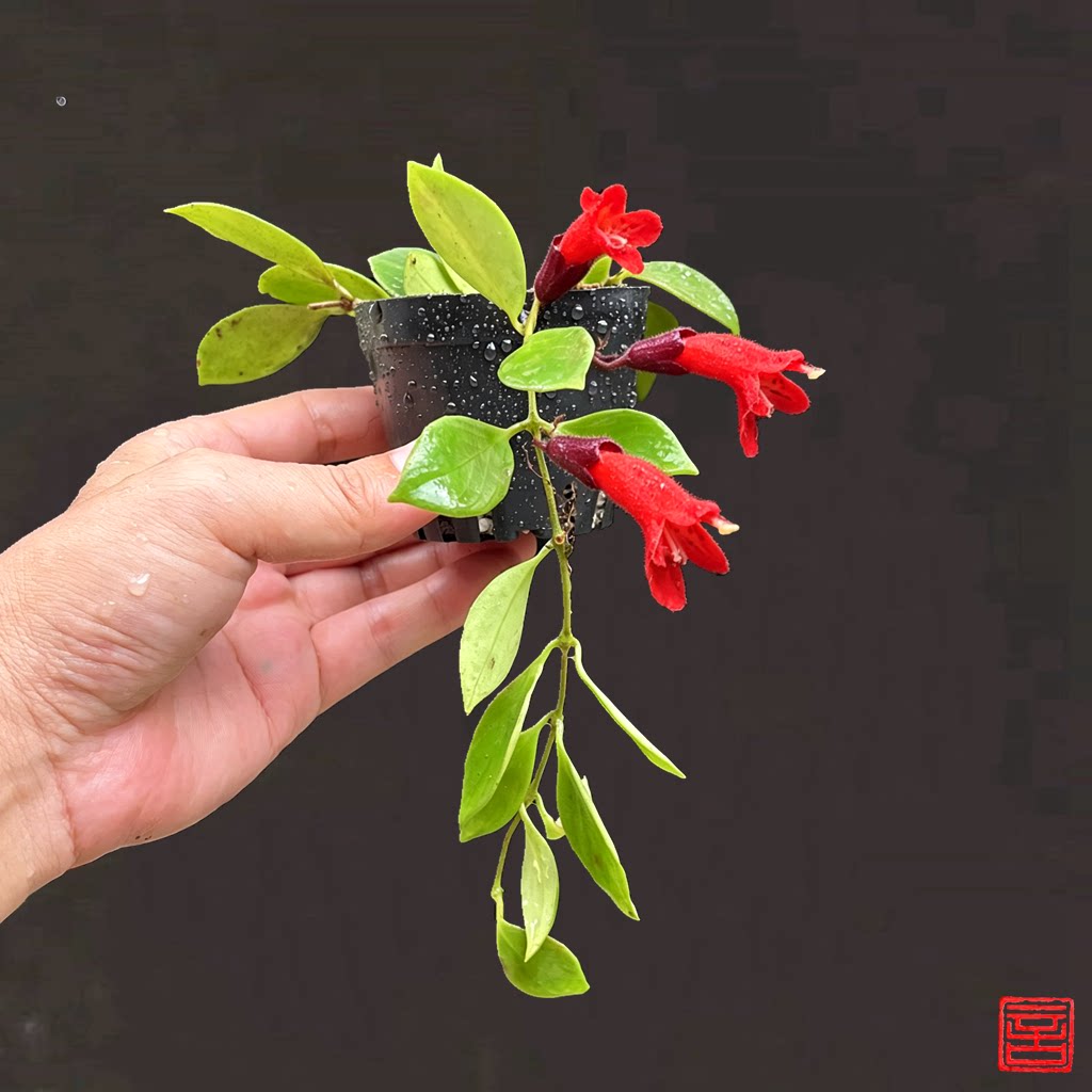 苦苣苔室内阳台四季开花盆栽