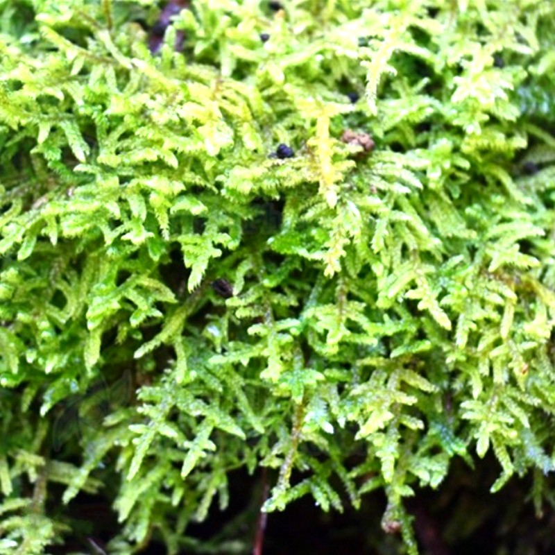 绢藓雨林缸造景苔藓素材水陆缸铺面室内好养绿植微景观四季常青