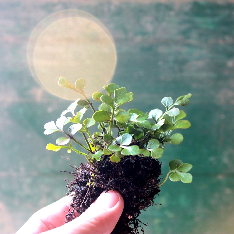 矮种铁角迷你造景水岸草缸植物