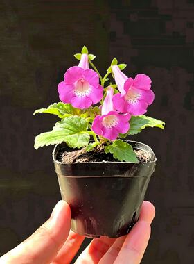 植的欢喜粉色花朵迷你岩桐盆栽