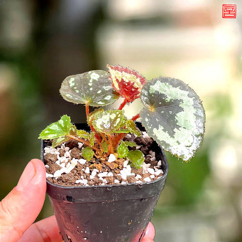 彩叶观花桌面盆栽四季好养