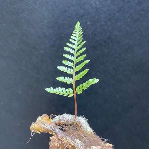 附生气生狼尾蕨盆栽造景常绿蕨类