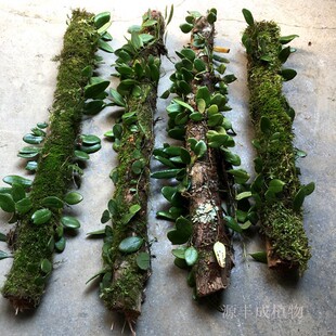 伏石蕨造景木草缸鱼缸热带雨林水陆植物背景板室内绿植花卉好养