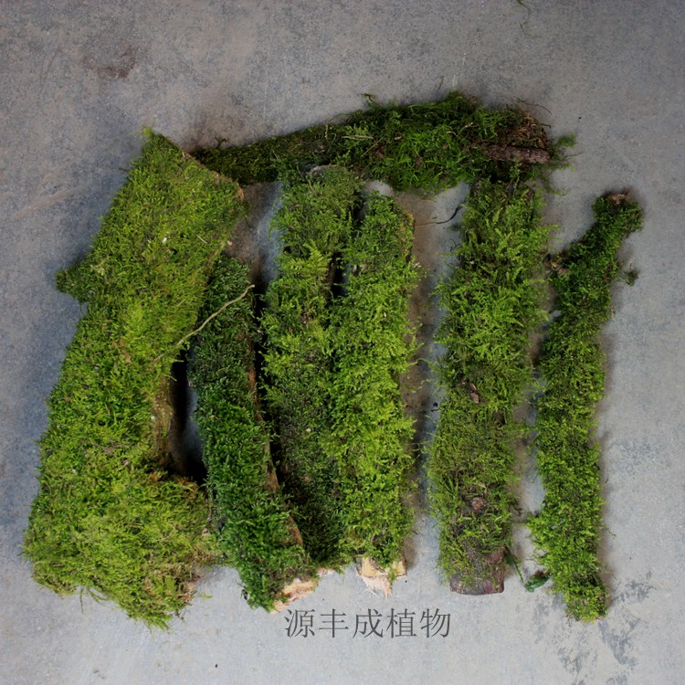 青苔藓木段草缸热带雨林水陆缸造景木随机发货粗2~5cm长30cm左右