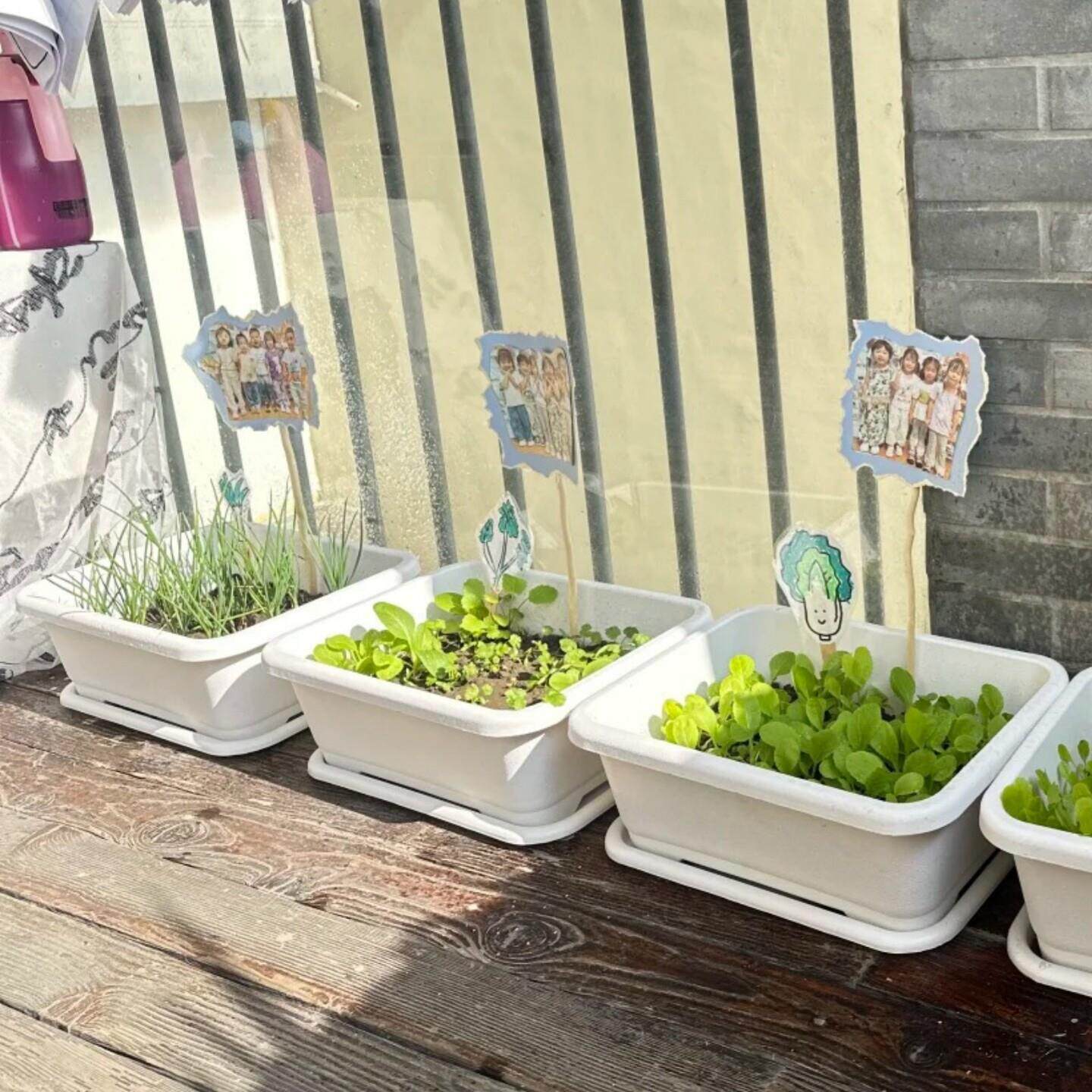 幼儿园植物角环创长方形育苗盆