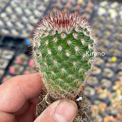 猩猩丸实生仙人球开花多肉植物