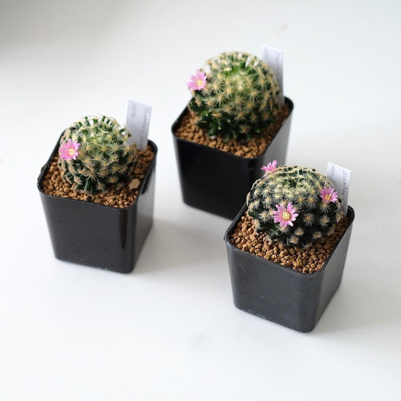 仙人球小盆栽多肉植物开花