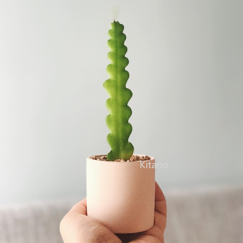 好养昙花绿植鱼骨令箭多肉