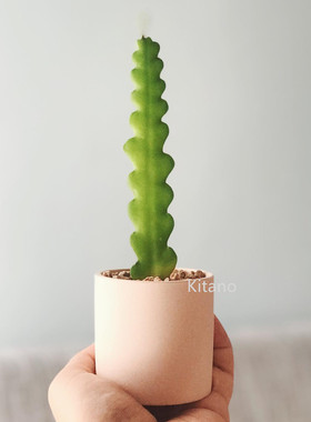 鱼骨令箭 多肉植物组合小盆栽 新手好养昙花绿植室内开花肉肉特价