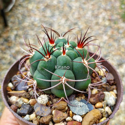 北野  新天地仙人球 强刺仙人掌科多肉植物组合小盆栽 办公室绿植