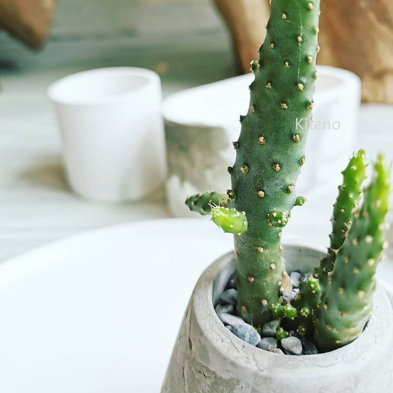 摇钱树仙人柱防辐射绿植多肉