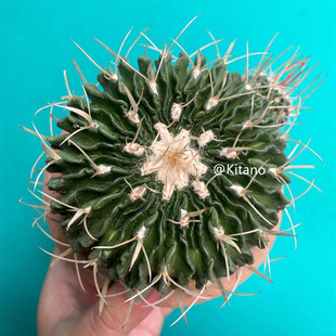 多棱玉仙人球 超大落地多肉植物开花小盆栽 千波万波花卉植物肉肉