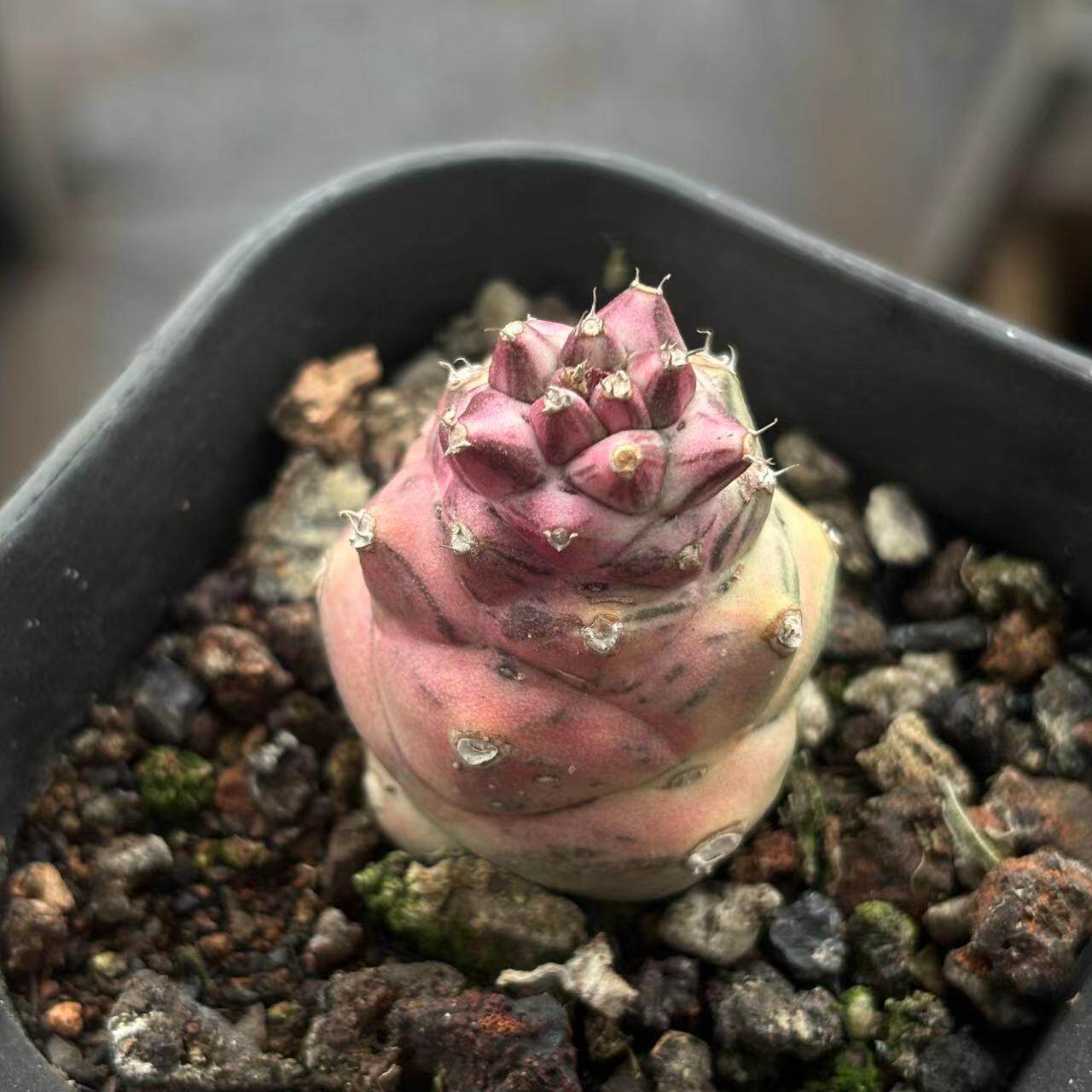 将军阁白锦仙人球稀有品种季节自然锦精品小众多肉植物盆栽组合