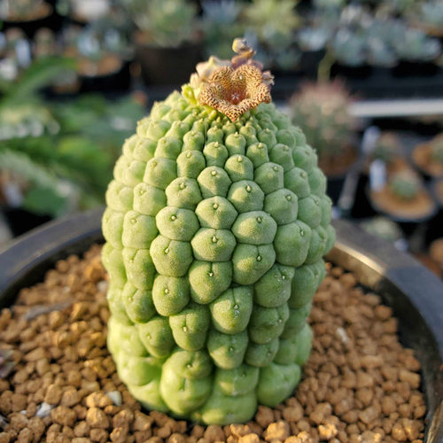 佛头玉仙人球多肉植物盆栽