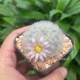 白星仙人球 创意多肉植物室内植物 乳突球白毛肉肉可爱软毛不扎手