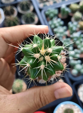 白刺金琥仙人球 仙人掌科 狂刺属 创意多肉植物小盆栽 室内防辐射