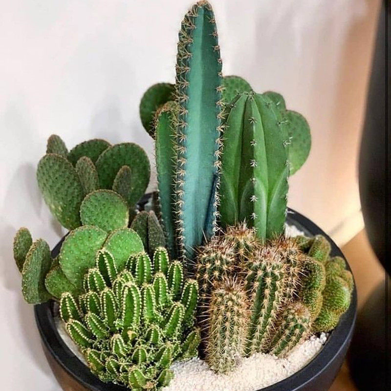 仙人柱合集组合量天尺 龙神木 蓝衣柱仙人掌多肉植物办公室防辐射