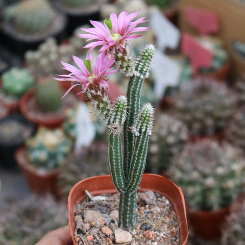 银柳仙人掌趣味开花防辐射小盆栽