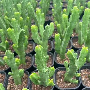 四方水牛角萝藦科开花稀有品种多肉植物仙人球冷门奇趣创意盆栽