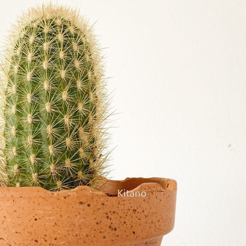 实生金煌柱 金色仙人柱沙漠造景绿植耐旱盆栽花卉仙人球 大颗软刺