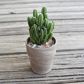 万重山仙人掌 新手组合多肉植物办公室电脑桌面防辐射小盆栽大颗