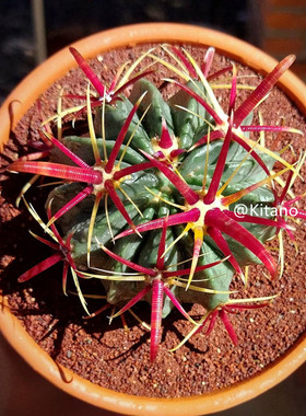 日出仙人球实生红色勾刺狂粗刺易养强刺属仙人掌紫花特价办公室