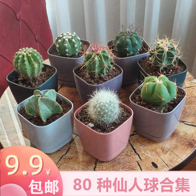 实生仙人球易养活组合短毛丸