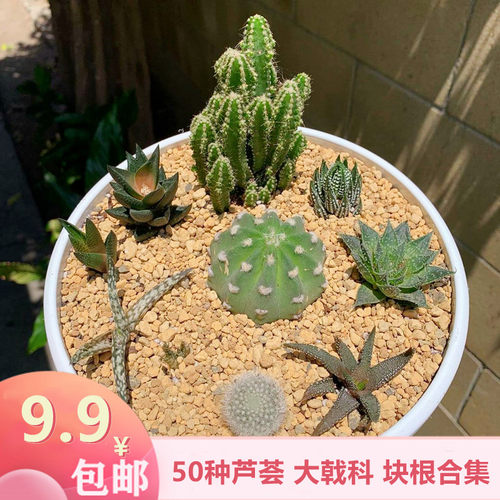 芦荟多肉植物合集硬叶十二卷