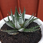 条纹十二卷多肉植物 硬叶十二卷属新手组合配盆 室内防辐射小盆栽