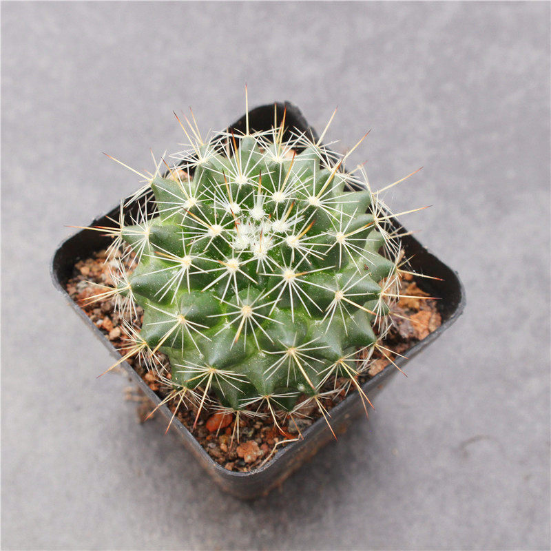 紫光殿乳突球属仙人球 防辐射电脑绿植仙人掌桌面小盆栽开花可爱