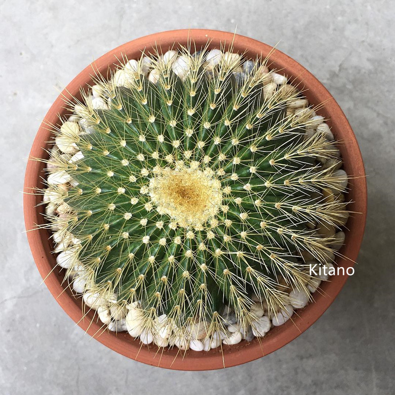 大颗金冠仙人球创意防辐射开花植物小盆栽办公室装饰植物新手好养