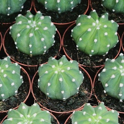 短毛丸仙人球仙人掌多肉开花