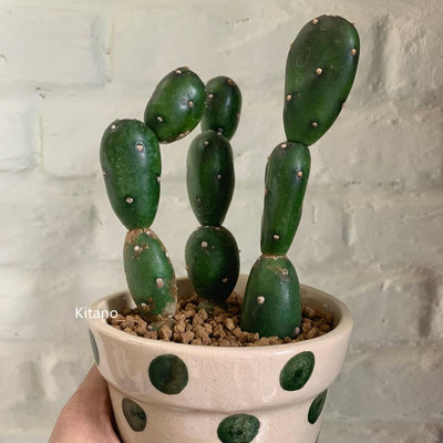 团扇仙人小盆栽球桌面趣味