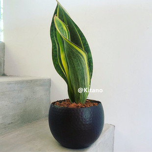 北野 宝镜锦 稀有虎皮兰超大自然变异进口多肉 虎尾兰植物盆栽