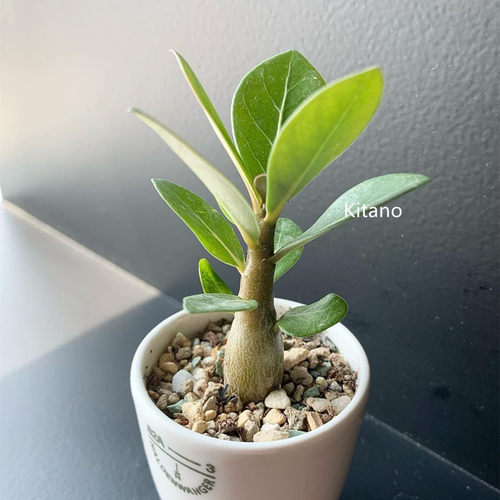开花景观沙漠玫瑰多肉植物