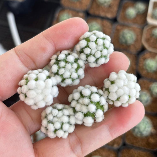 明日香姬仙人球软刺易开花多肉