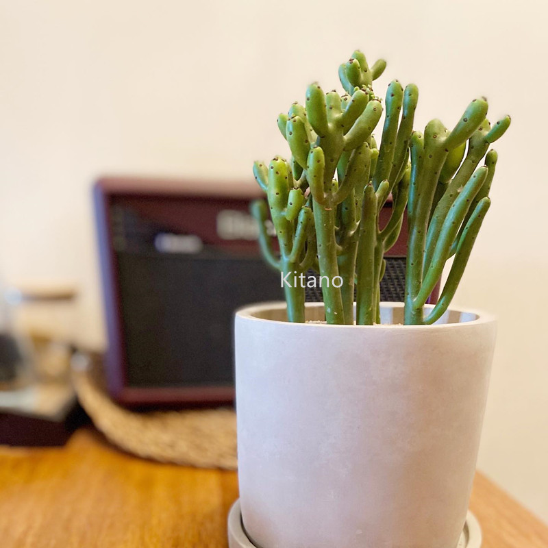 彭珊瑚多肉植物组合小盆栽 多头群生光棍树 创意超大桌面绿植包邮