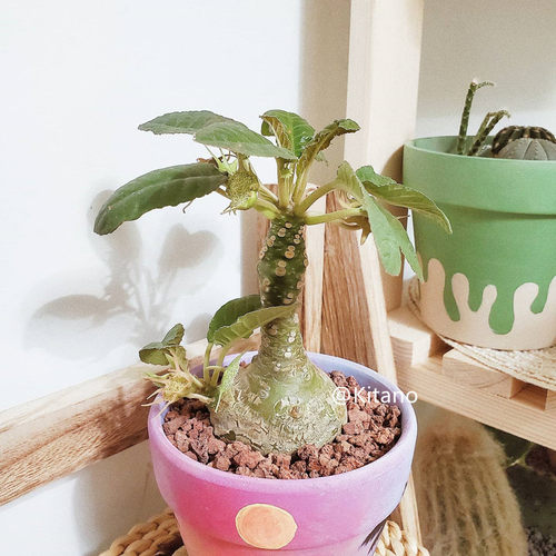 琉桑块根多肉植物美观办公室