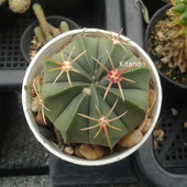 赤诚仙人球 强刺球属仙人掌科实生窗台花卉盆栽 防辐射赤城小植物