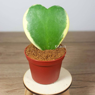 心叶球兰锦 一片爱心创意多肉植物 开花桌面小盆栽礼物 爬藤绿植
