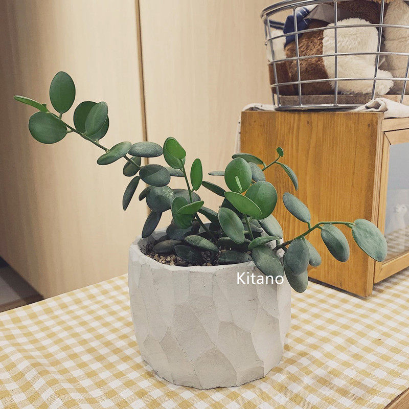 超大碧雷鼓藤蔓植物可爱萌肉肉好养办公室小盆栽群生老桩多肉花卉