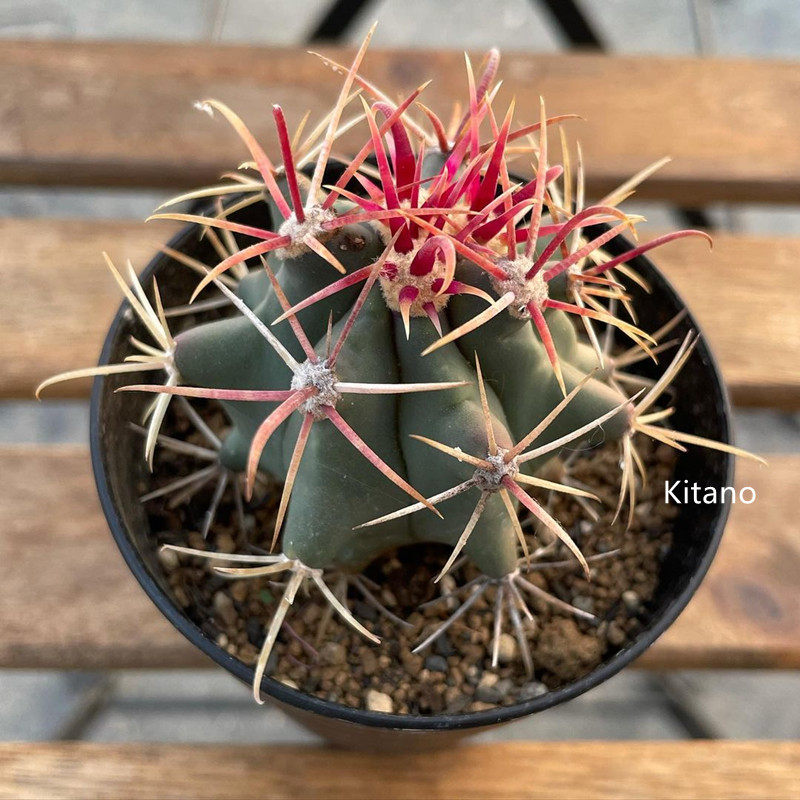 实生神仙玉大颗仙人球硬红刺开花多肉植物仙人掌红珠丸防辐射盆栽